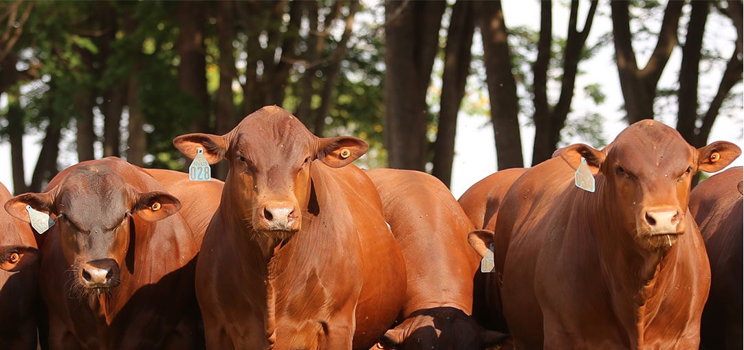 Senepol x Brahman: cruzamento garante animais rústicos e precoces?